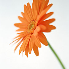 Cross stitch pattern: #25726