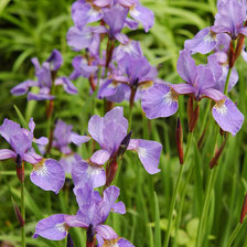 Cross stitch pattern: #25737