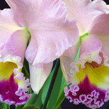 Cross stitch pattern: #25741