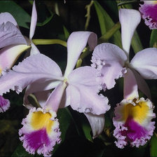 Cross stitch pattern: #25744