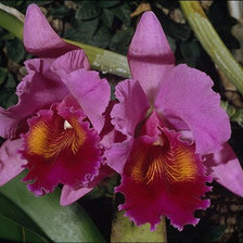 Cross stitch pattern: #25747