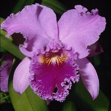 Cross stitch pattern: #25748