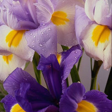 Cross stitch pattern: #25753