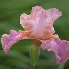 Cross stitch pattern: #25771