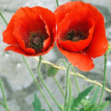 Cross stitch pattern: #25878