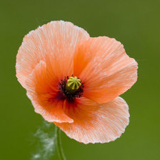 Cross stitch pattern: #25888