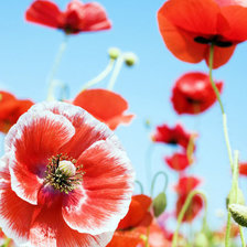 Cross stitch pattern: #25904