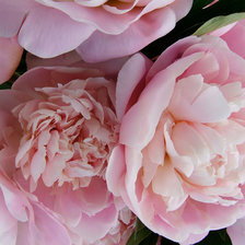 Cross stitch pattern: #25962