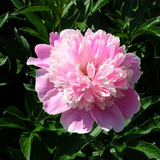 Cross stitch pattern: #25989