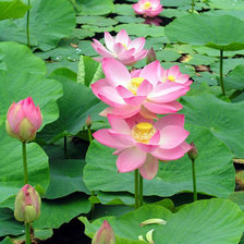 Cross stitch pattern: #26226