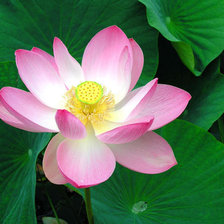 Cross stitch pattern: #26231