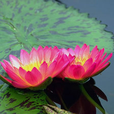 Cross stitch pattern: #26247