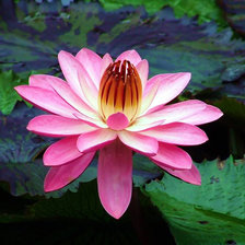 Cross stitch pattern: #26260