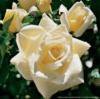 Cross stitch pattern: #26412