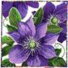 Cross stitch pattern: #26420