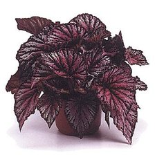 Cross stitch pattern: #27480