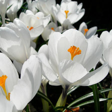 Cross stitch pattern: #27520