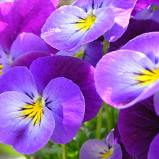 Cross stitch pattern: #27601