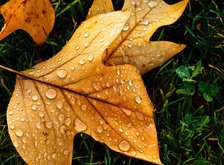 Cross stitch pattern: #28175