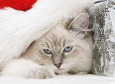 Cross stitch pattern: #28285