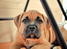 Cross stitch pattern: #28727