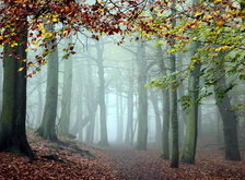 Cross stitch pattern: #28751