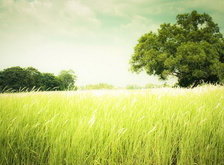 Cross stitch pattern: #28804