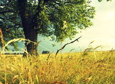 Cross stitch pattern: #28806