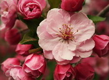 Cross stitch pattern: #28893