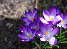 Cross stitch pattern: #28895