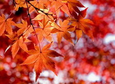 Cross stitch pattern: #29114