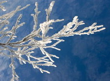 Cross stitch pattern: #29932