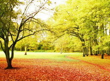 Cross stitch pattern: #29981