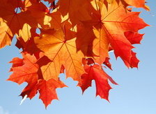 Cross stitch pattern: #29992