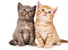 Cross stitch pattern: #30209