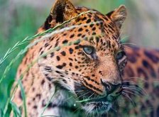 Cross stitch pattern: #30763