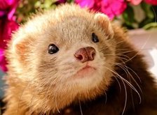 Cross stitch pattern: #30767