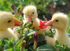 Cross stitch pattern: #30781