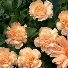 Cross stitch pattern: #30898