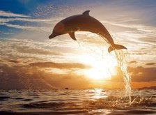 Cross stitch pattern: #30959