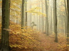 Cross stitch pattern: #30993