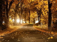 Cross stitch pattern: #30997