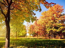 Cross stitch pattern: #31013