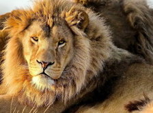 Cross stitch pattern: #31208