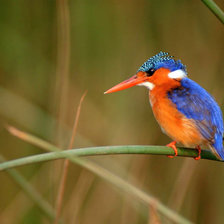 Cross stitch pattern: #31236