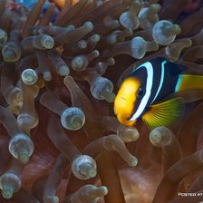 Cross stitch pattern: #31411