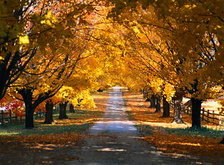 Cross stitch pattern: #31696