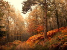 Cross stitch pattern: #31698