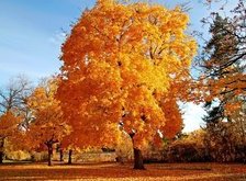 Cross stitch pattern: #31701