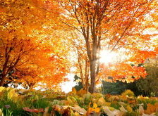 Cross stitch pattern: #31705